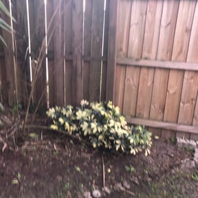 Bush Trimming by KUT-ON-THE-GO reviewed on August 15, 2025