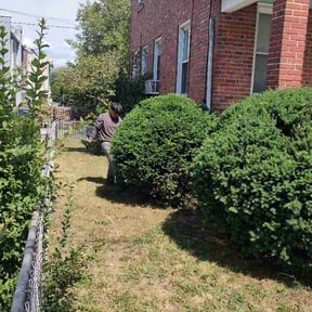 Bush Trimming by Branch Out reviewed on June 24, 2026