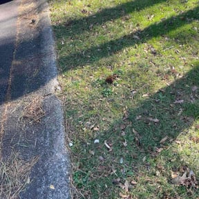 Leaf Removal by Flawless Exterior Services reviewed on December 29, 2025