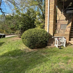 Bush Trimming by Gus Lawn reviewed on October 19, 2025