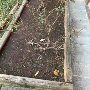 Flower Bed Weeding by Ace lawn service reviewed on January 1, 2026