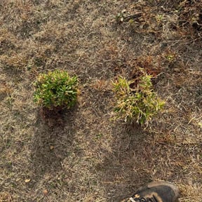 Flower Bed Weeding by The Marchetti Method reviewed on August 16, 2025