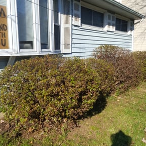 Bush Trimming by ADG Lawncare Services, LLC reviewed on August 3, 2023