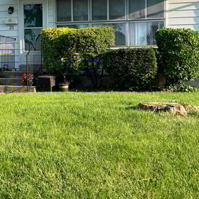 Bush Trimming by Dynamic Do-Al reviewed on August 18, 2025