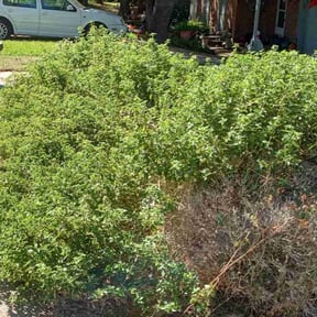 Bush Trimming by Tansol LLC reviewed on August 17, 2025