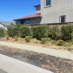 Bush Trimming by Clover construction LLC reviewed on March 18, 2024