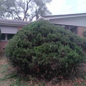 Bush Trimming by Eagle &amp; Wright hands reviewed on May 7, 2024