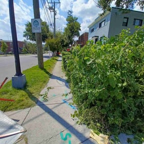 Bush Trimming by KLS Lawn reviewed on August 21, 2025
