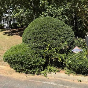 Bush Trimming by Boothby Brothers reviewed on November 21, 2025