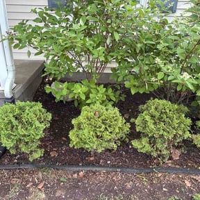 Leaf Removal by SJ Lawn Care reviewed on July 11, 2026