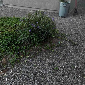 Bush Trimming by CLIFFS Lawn &amp; More reviewed on June 17, 2021