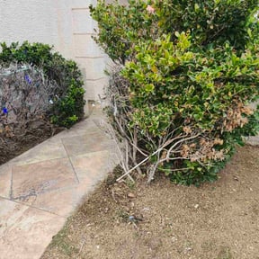 Leaf Removal by 804 Lawn Pros LLC reviewed on November 30, 2025