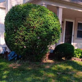 Bush Trimming by McNeil&#039;s lawn care &amp; maintenance reviewed on April 26, 2024
