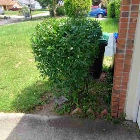 Bush Trimming by Rodriguez Gardening reviewed on April 3, 2024