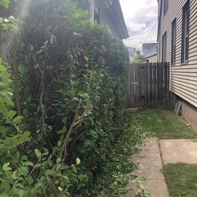 Bush Trimming by Sun city lawn care reviewed on May 11, 2024