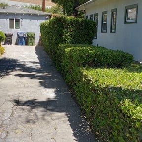Bush Trimming by Re Image lawn care reviewed on August 19, 2025