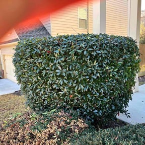 Bush Trimming by A and R Property Maintenance reviewed on December 3, 2025