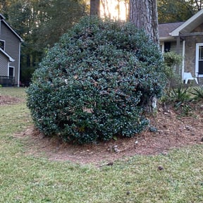 Bush Trimming by Contreras Outdoors reviewed on August 16, 2025
