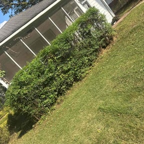 Bush Trimming by Lexington lawn services reviewed on June 12, 2022