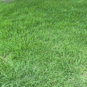 yard service by Wildflower Lawn Care Company reviewed on December 8, 2025