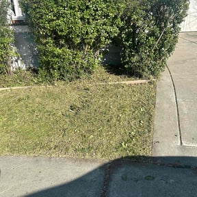 Bush Trimming by LawnkeepersInc reviewed on January 28, 2026