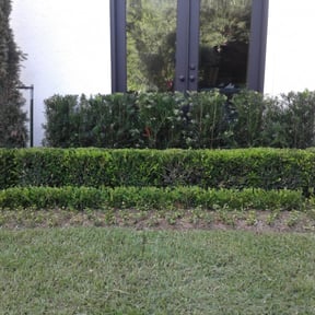 Bush Trimming by Lc landscaping reviewed on August 17, 2025