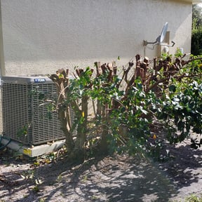 Bush Trimming by Sw services 1 reviewed on August 21, 2025