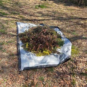 Bush Trimming by Legacy services reviewed on March 24, 2026