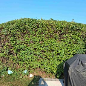 Bush Trimming by Ali&#039;s Mowing reviewed on October 22, 2025