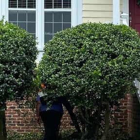 Bush Trimming by BBA BIG BROTHERS IN ACTION LLC reviewed on August 15, 2025
