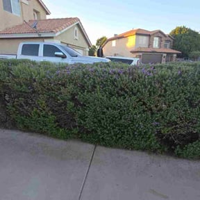 Bush Trimming by Terrence Wilburn ( TW Enterprise) reviewed on October 23, 2025