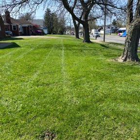 yard service by White Flag lawncare reviewed on August 15, 2025