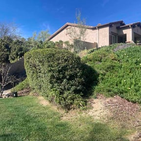 Bush Trimming by Max lawncare reviewed on May 11, 2026