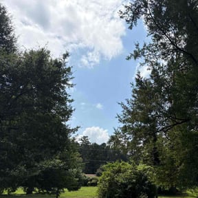 Bush Trimming by Lawns by leo reviewed on December 11, 2025