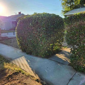 Bush Trimming by Yard Bandit Lawn Services reviewed on August 16, 2025