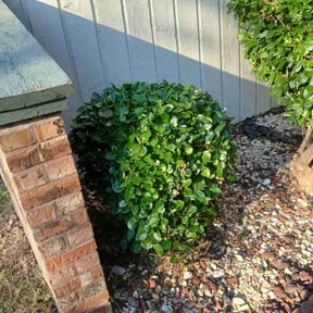 Bush Trimming by tailored business consulting reviewed on October 18, 2025