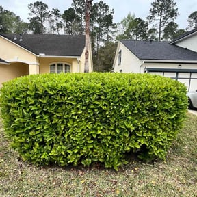 Bush Trimming by HR land service llc reviewed on August 16, 2025