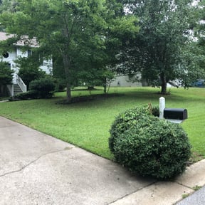 Bush Trimming by SS Junk Removal and Hauling reviewed on August 15, 2025