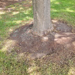 Flower Bed Weeding by A plus mow n go reviewed on August 15, 2025