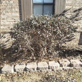 Bush Trimming by Lonestar Lawn Care reviewed on August 19, 2025