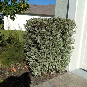 Bush Trimming by I Love Mowing reviewed on December 17, 2025