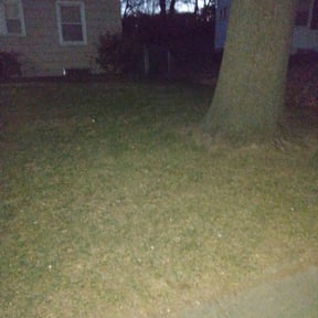 Leaf Removal by GrassGurus Lawn Care reviewed on September 22, 2025