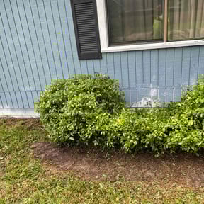 Bush Trimming by The Bush Guys reviewed on August 17, 2025