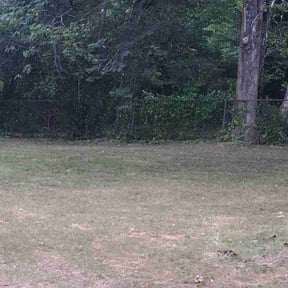 Bush Trimming by Boss Outdoor Service reviewed on August 19, 2025