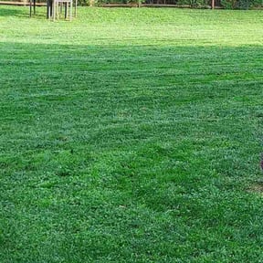 yard care by E.B. Lawncare LLC reviewed on August 17, 2025