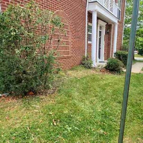 Bush Trimming by C’s Lawn care reviewed on May 24, 2026