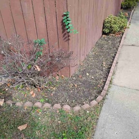 Flower Bed Weeding by Goats reviewed on October 22, 2025