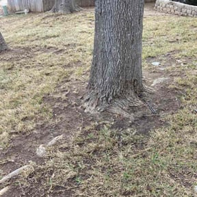 Leaf Removal by Sp lawn service reviewed on February 28, 2026