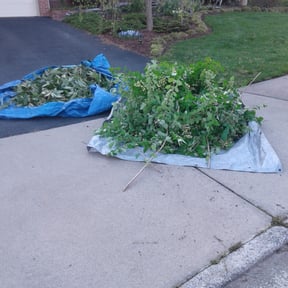 Bush Trimming by JME Services reviewed on November 24, 2025