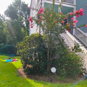 Bush Trimming by ProCare Lawn Solutions reviewed on July 21, 2026